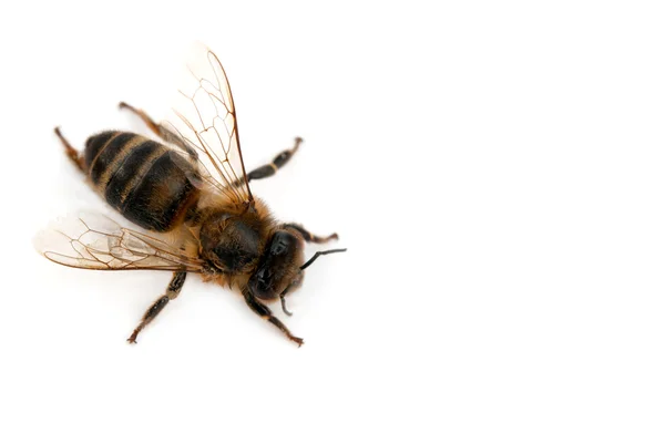 Bee isolated — Stock Photo, Image