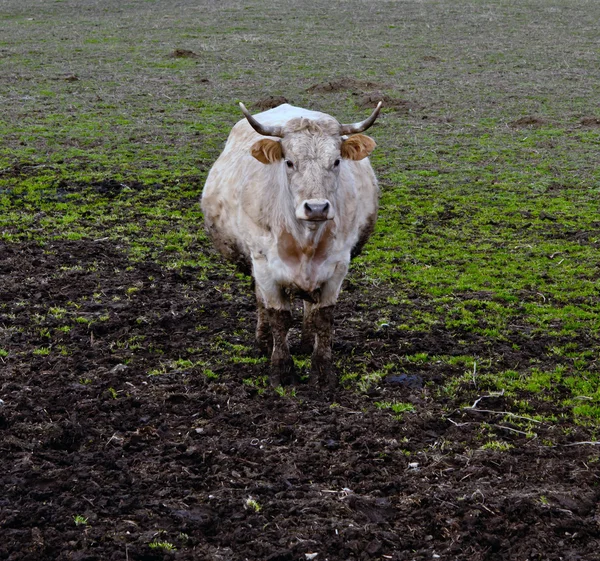Em pé de touro — Fotografia de Stock
