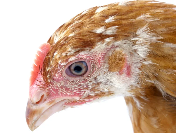 Gallina di testa — Foto Stock