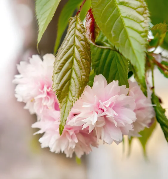 樱花花 — 图库照片