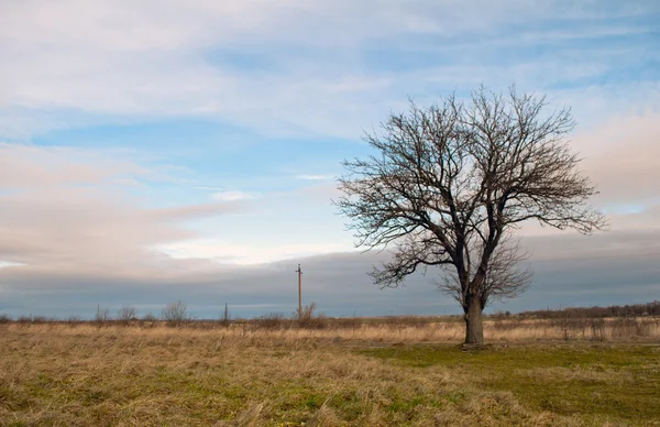 Strom a modrá obloha — Stock fotografie