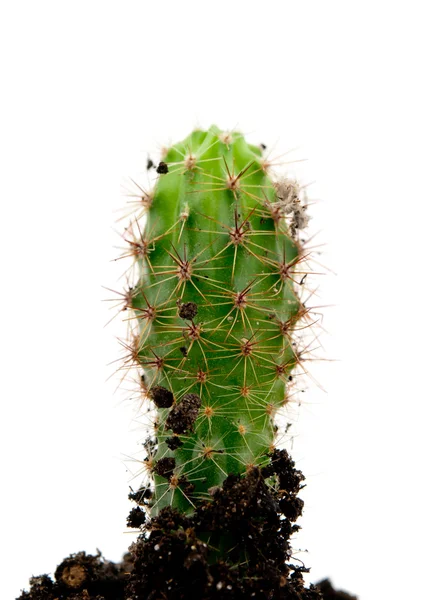 Cactus en crecimiento — Foto de Stock