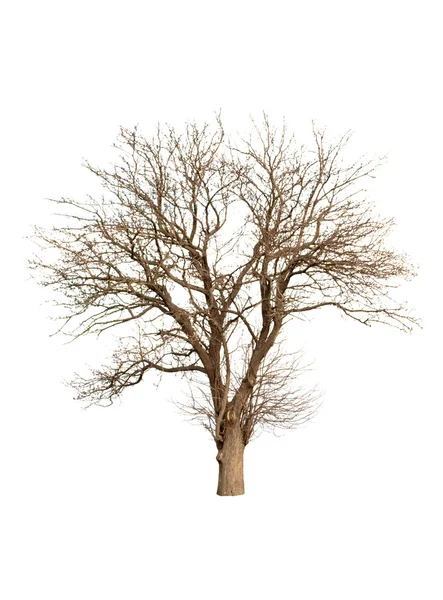 Árbol aislado — Foto de Stock