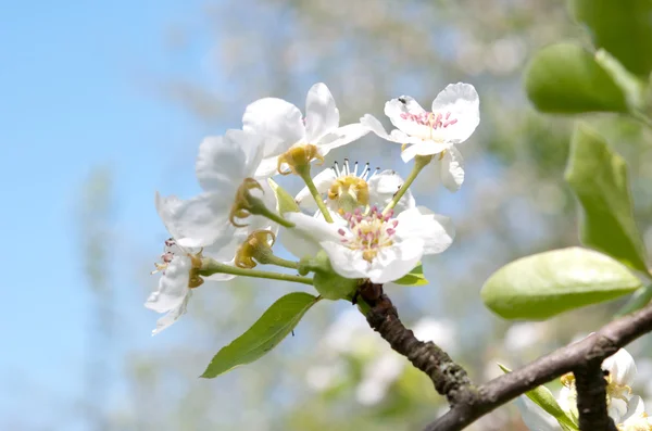 Blommor på äppelträd — Stockfoto