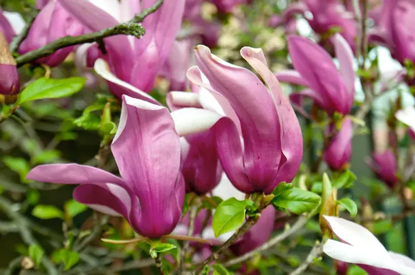 Blühen der Magnolie — Stockfoto