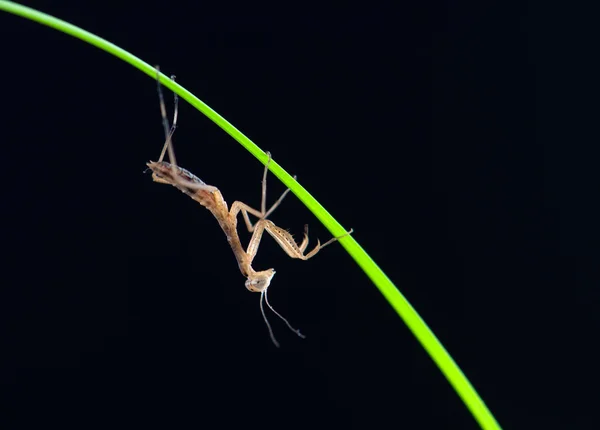 Mantis isolerade — Stockfoto