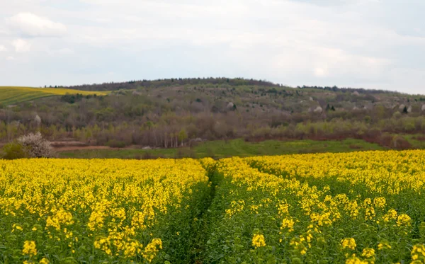 Kolza tohumu alan — Stok fotoğraf