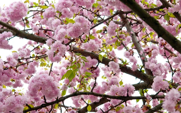 Ramita de sakura — Foto de Stock
