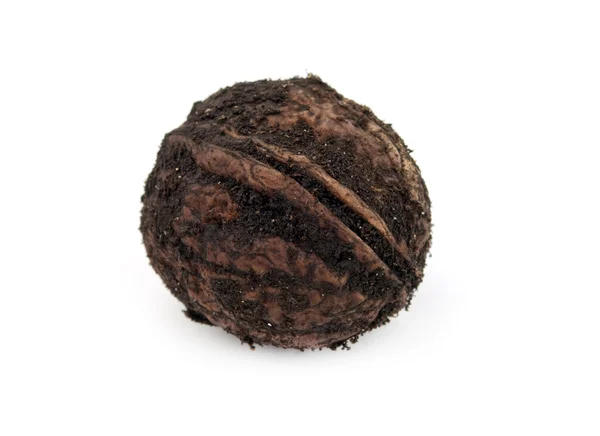 Single walnut — Stock Photo, Image