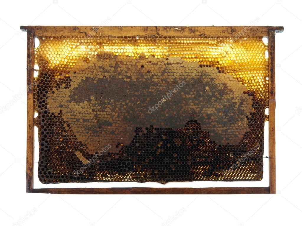 bee honeycombs