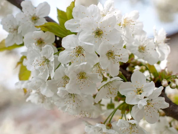 Flores de cerezo — Foto de Stock