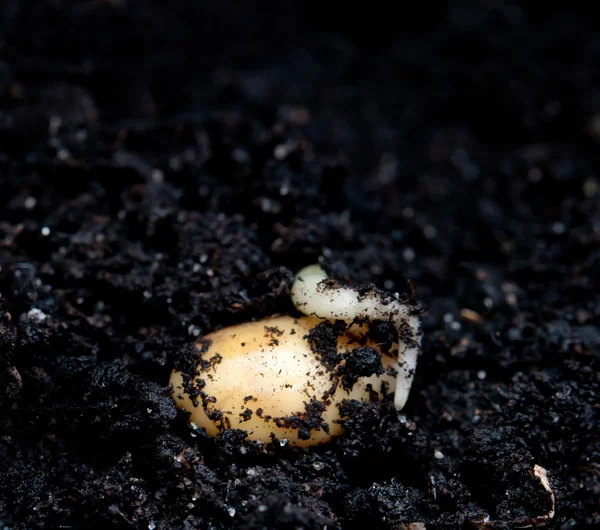 Planta de soja — Foto de Stock