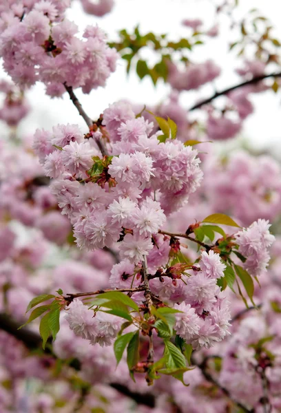 Ramoscello di sakura — Foto Stock