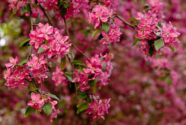 Ramita de sakura —  Fotos de Stock