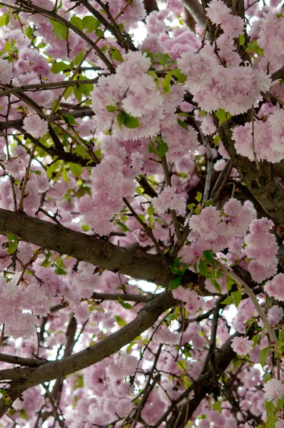 Sakura — Stockfoto