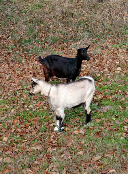 Dvě kozy — Stock fotografie