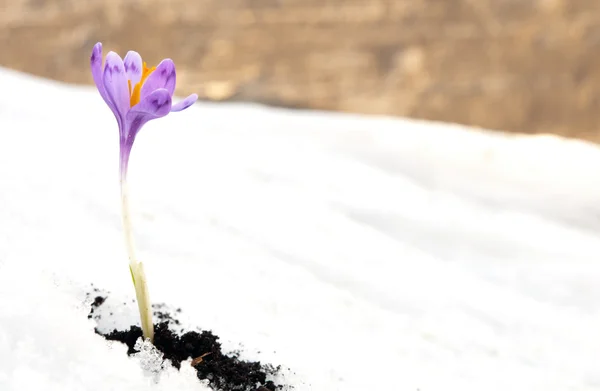 Gouttes de neige crocus — Photo