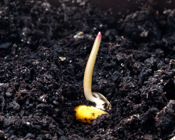 Corn germination — Stock Photo, Image