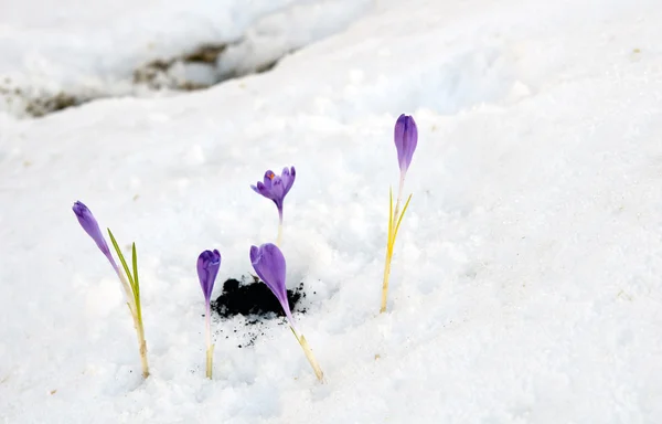 Gouttes de neige crocus — Photo