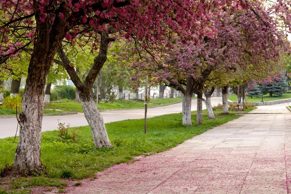 Sakura blossom — Stock Photo, Image