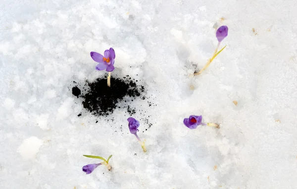 Schneeglöckchen-Krokus — Stockfoto