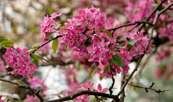 Sakura. — Fotografia de Stock