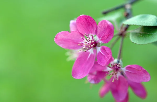 Sakura. — Fotografia de Stock