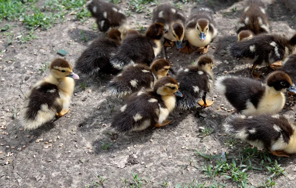 Duck chickens — Stock Photo, Image