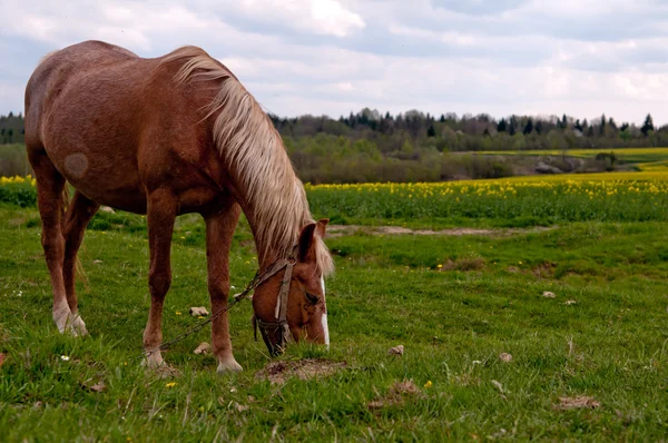 馬およびフィールド — ストック写真