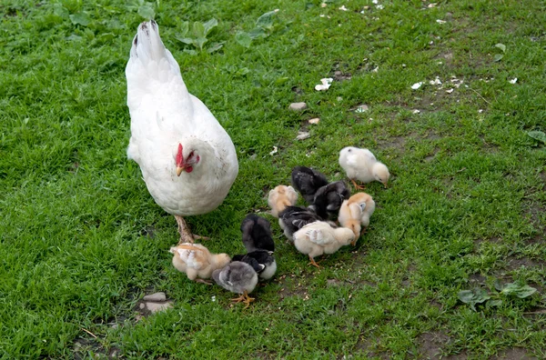 Hen with chickens — Stock Photo, Image