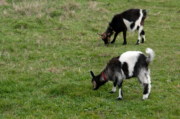 Duas cabras — Fotografia de Stock