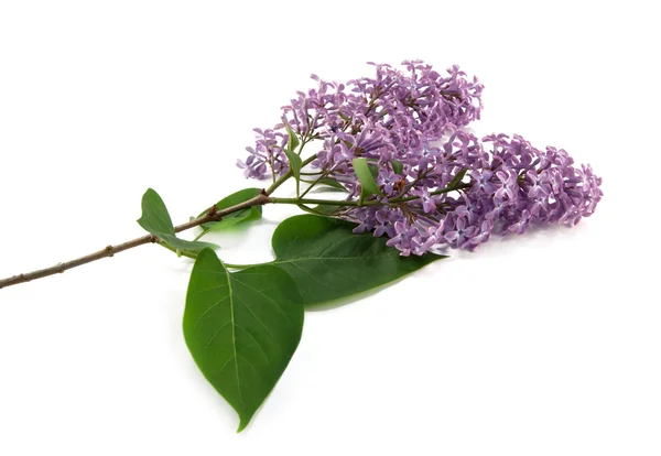 Branche de lilas — Photo