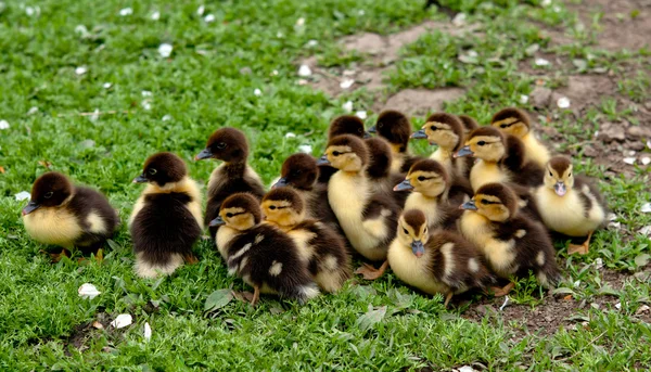 Duck chickens — Stock Photo, Image
