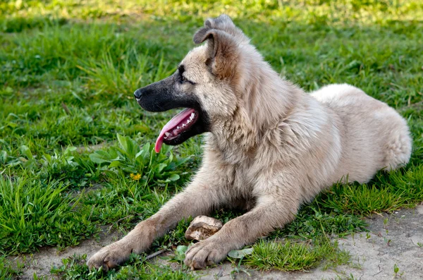 Hund på grön gräsmatta — Stockfoto