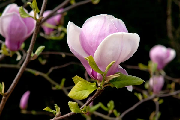 Magnolia flowers — Stock Photo, Image