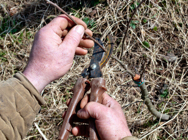 Обрезка дерева
