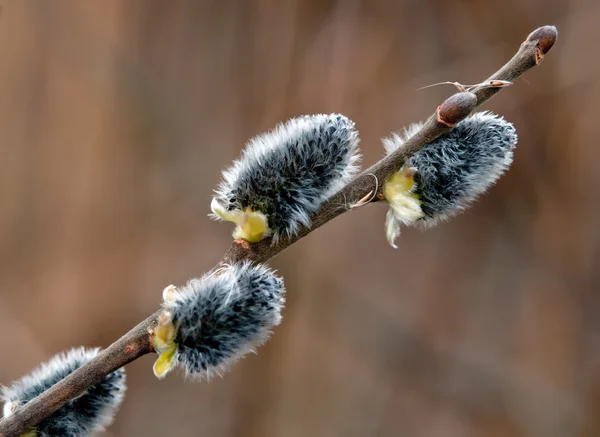 Bourgeons d'arbres — Photo