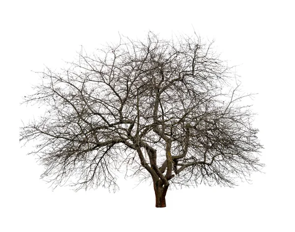 Árbol aislado —  Fotos de Stock