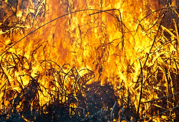 Požár na poli — Stock fotografie