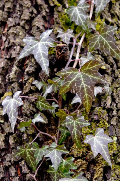 Ivy growing — Stock Photo, Image