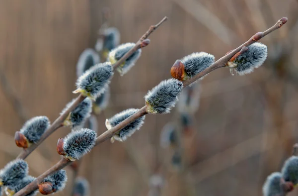 Bourgeons d'arbres — Photo