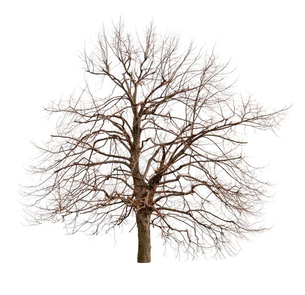 Izolovaný strom — Stock fotografie