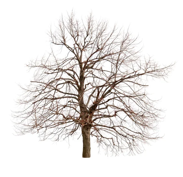 Tree isolated — Stock Photo, Image