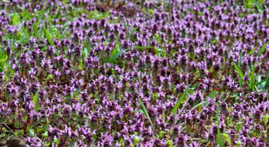 arka plan bir çiçek