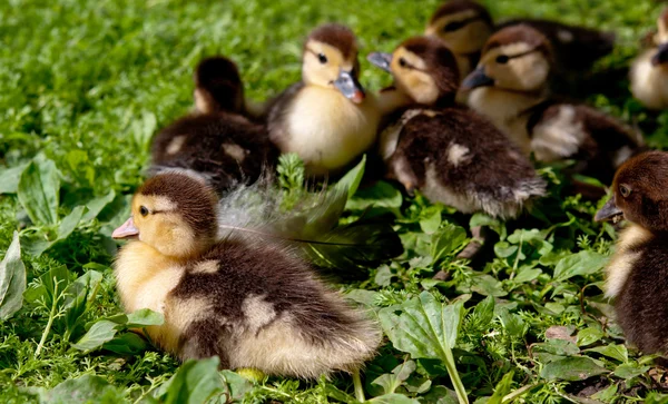 Duck chickens — Stock Photo, Image