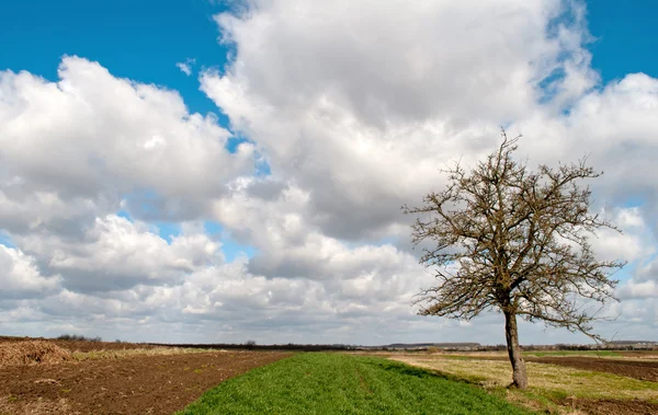 Lente boom — Stockfoto