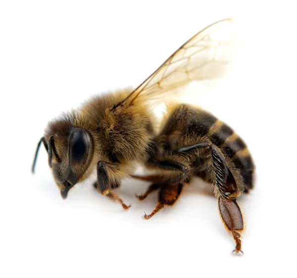 孤立的蜜蜂 — 图库照片