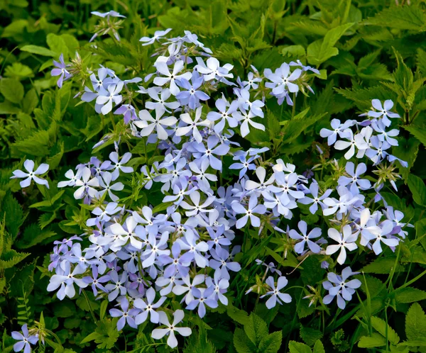 Prado de flores — Foto de Stock