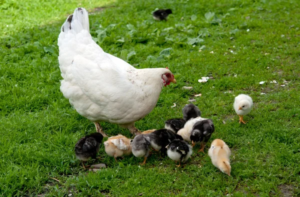 Hen with chickens — Stock Photo, Image