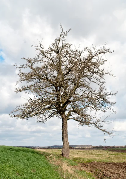 Wiosną drzewa — Zdjęcie stockowe